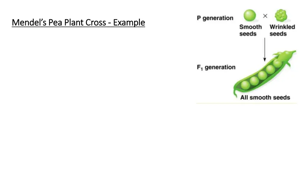 mendel s pea plant cross mendel s pea plant cross