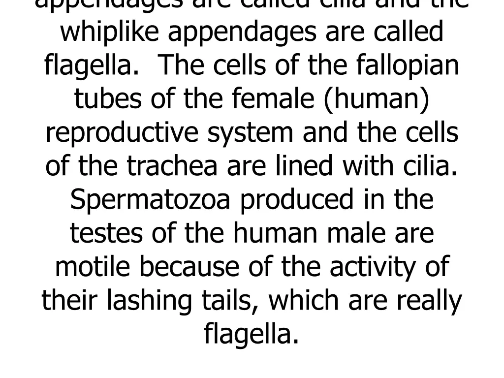 appendages are called cilia and the whiplike