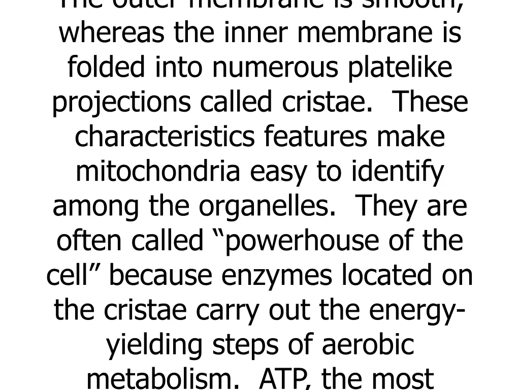 the outer membrane is smooth whereas the inner