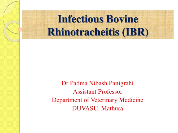 infectious bovine rhinotracheitis ibr