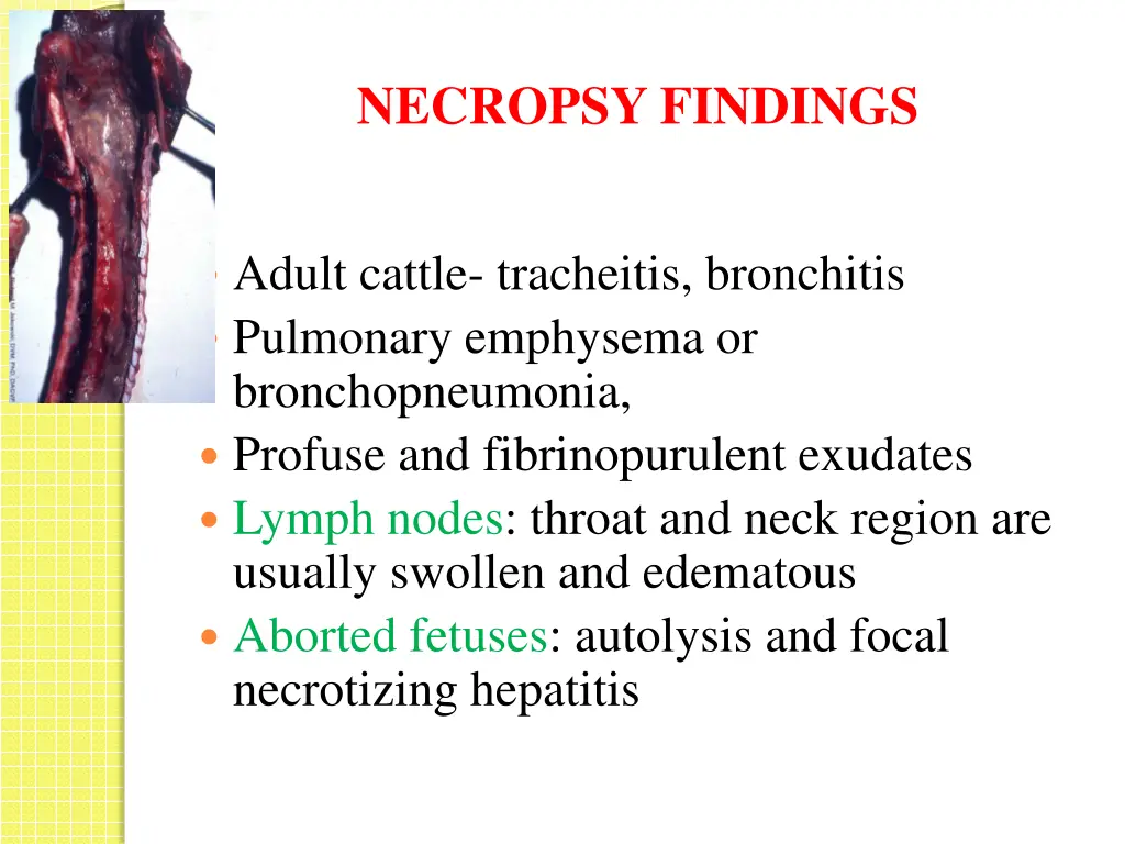 necropsy findings