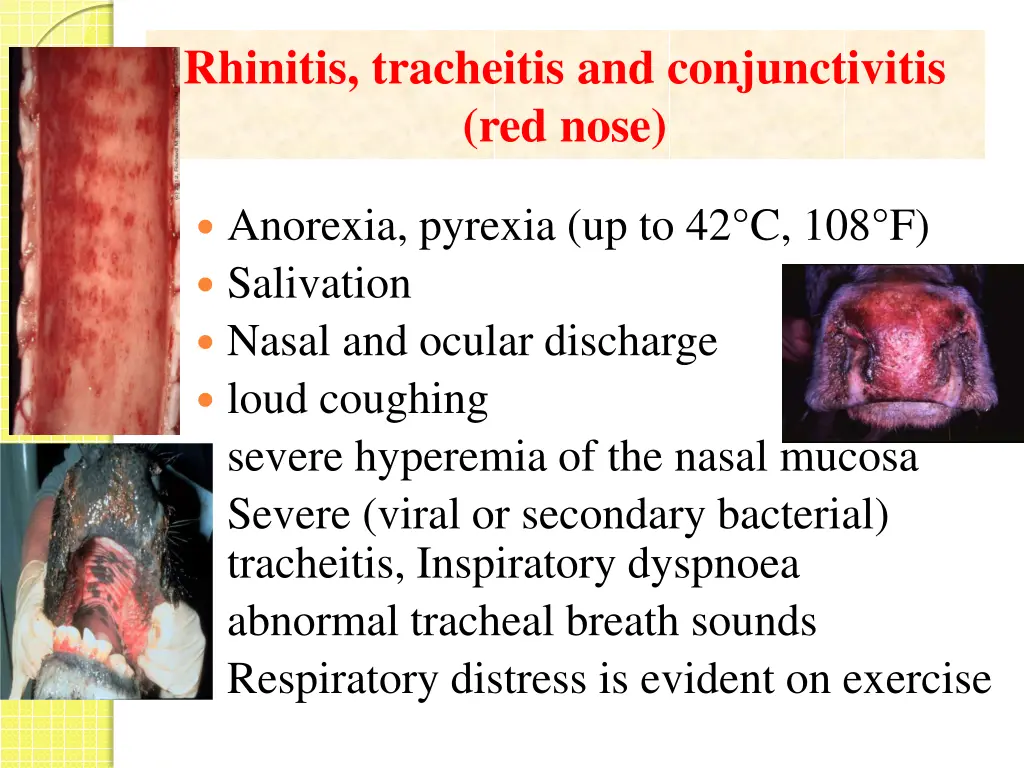 rhinitis tracheitis and conjunctivitis red nose