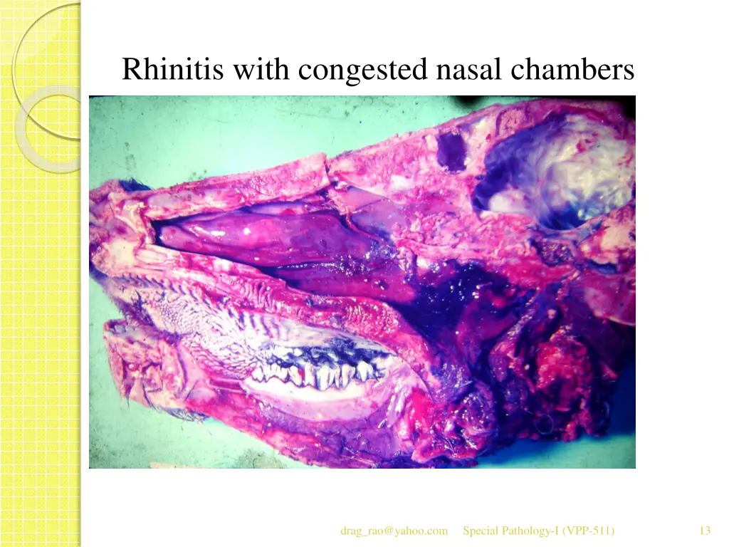 rhinitis with congested nasal chambers