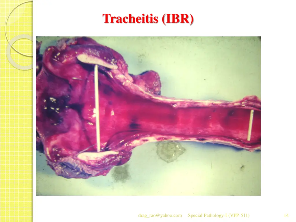 tracheitis ibr