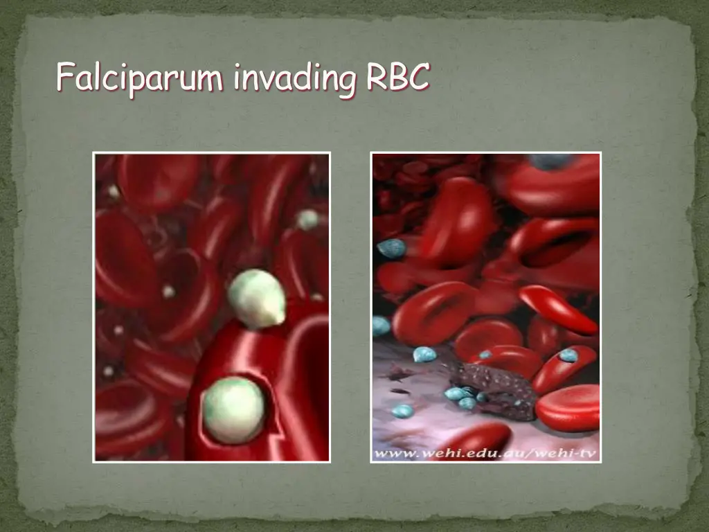 falciparum invading rbc