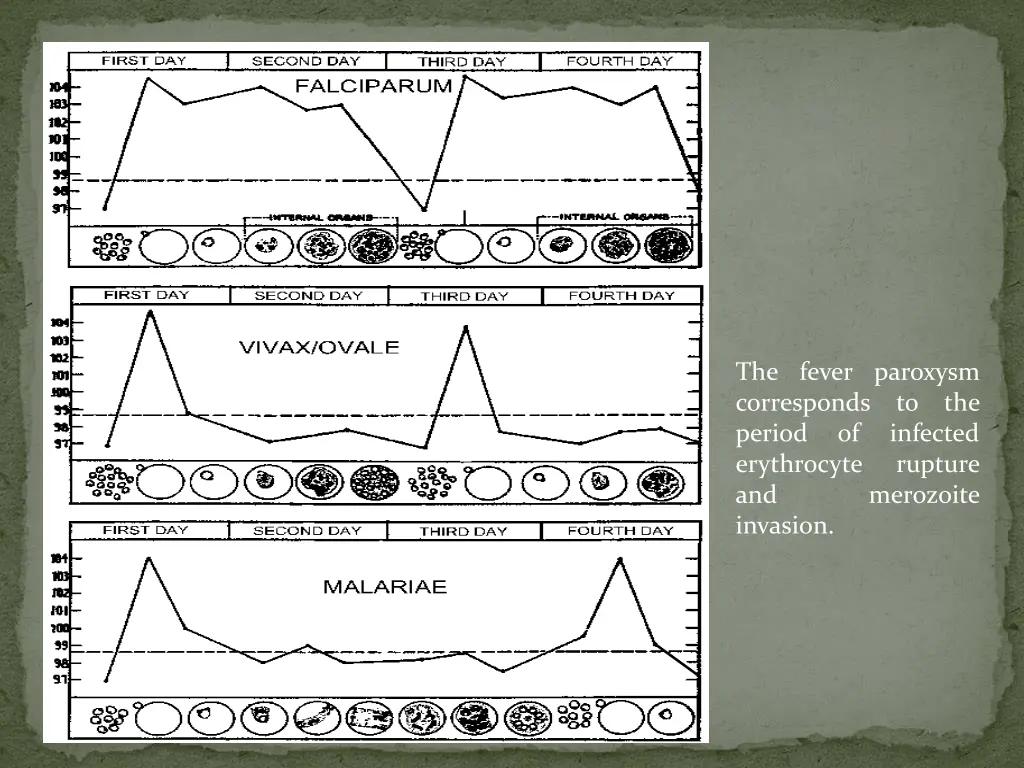 the fever paroxysm corresponds to the period