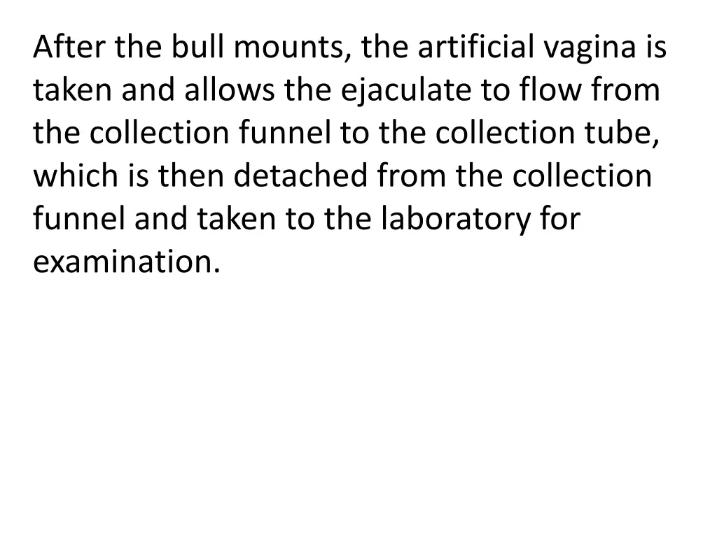 after the bull mounts the artificial vagina