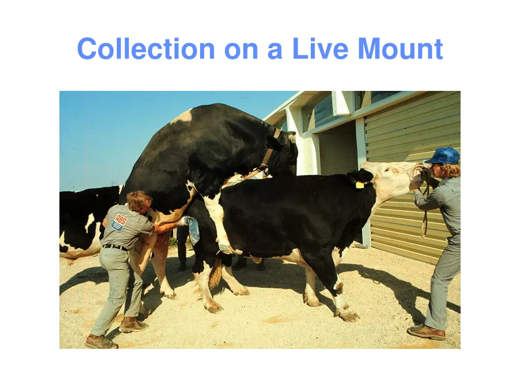 collection on a live mount 1