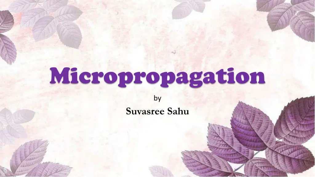 micropropagation