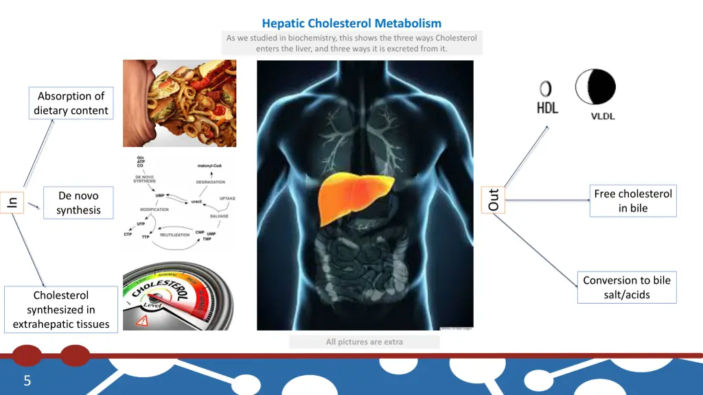 hepatic cholesterol metabolism as we studied