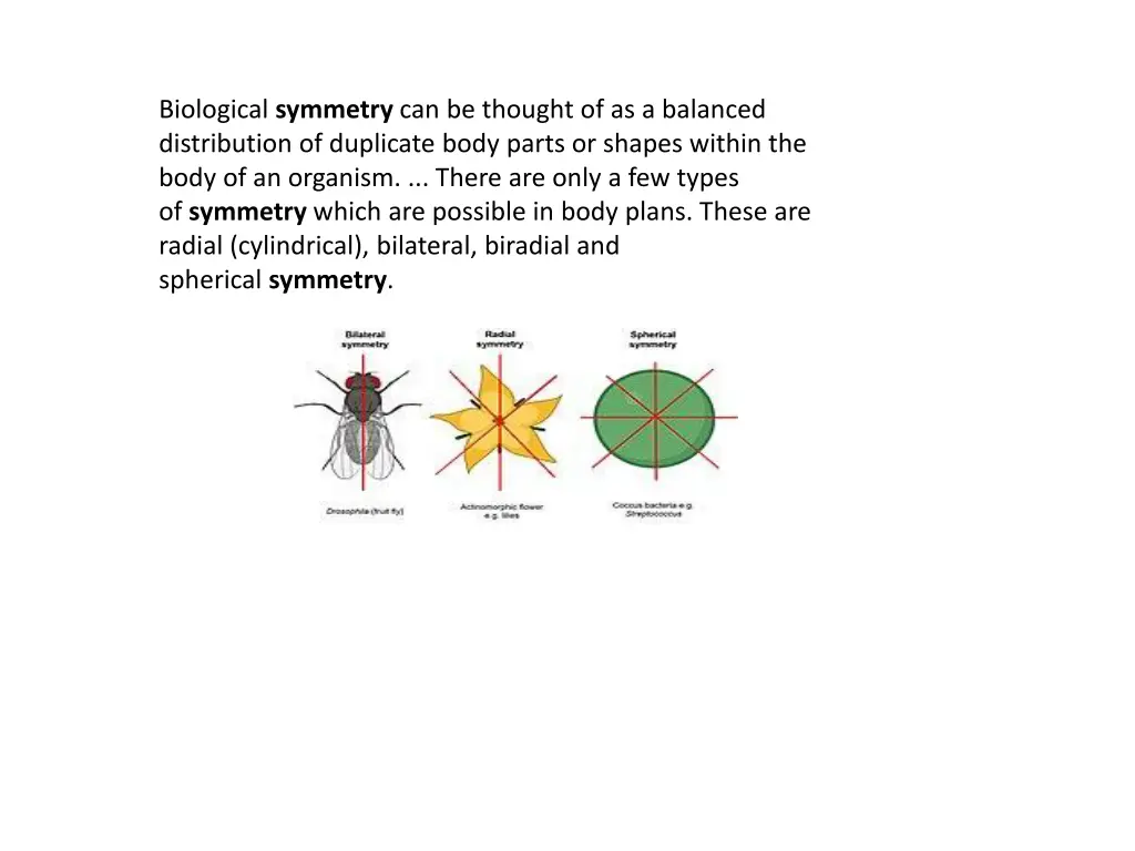 biological symmetry can be thought