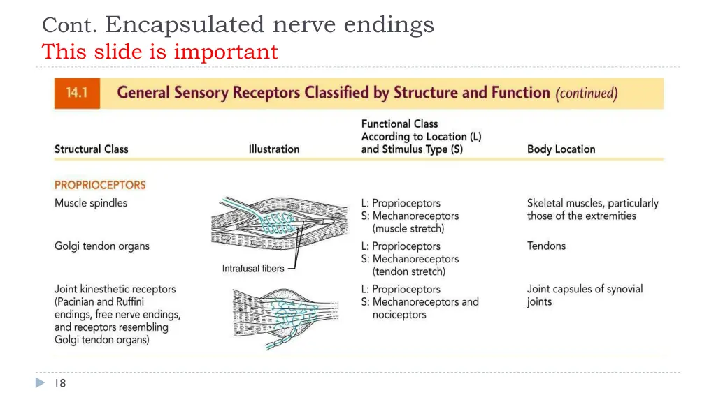 cont encapsulated nerve endings this slide
