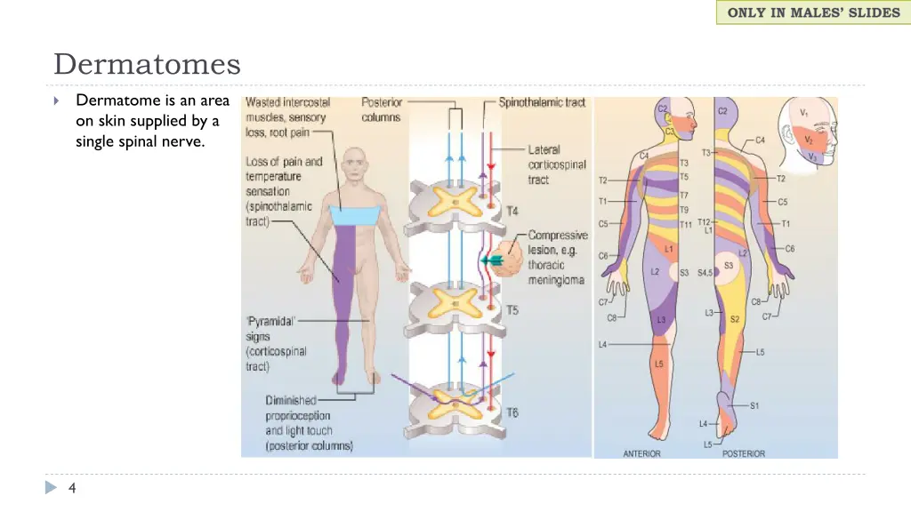 dermatomes