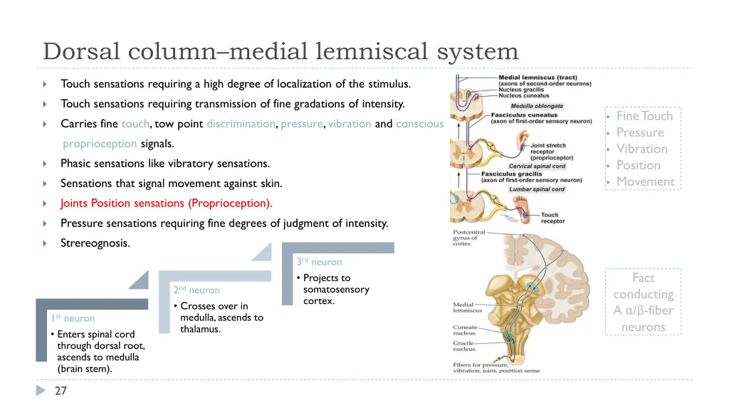 dorsal column medial lemniscal system