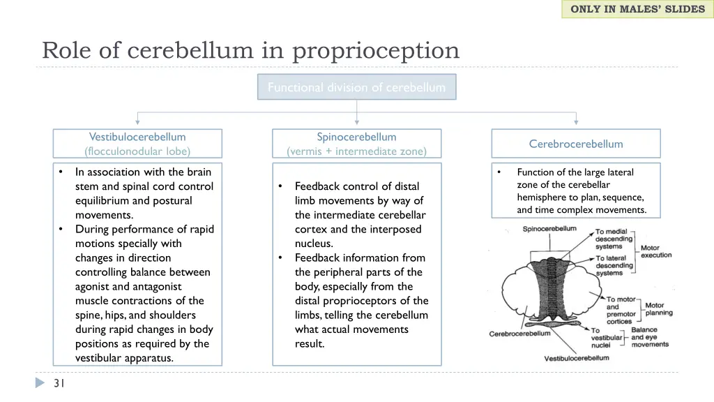 only in males slides 10