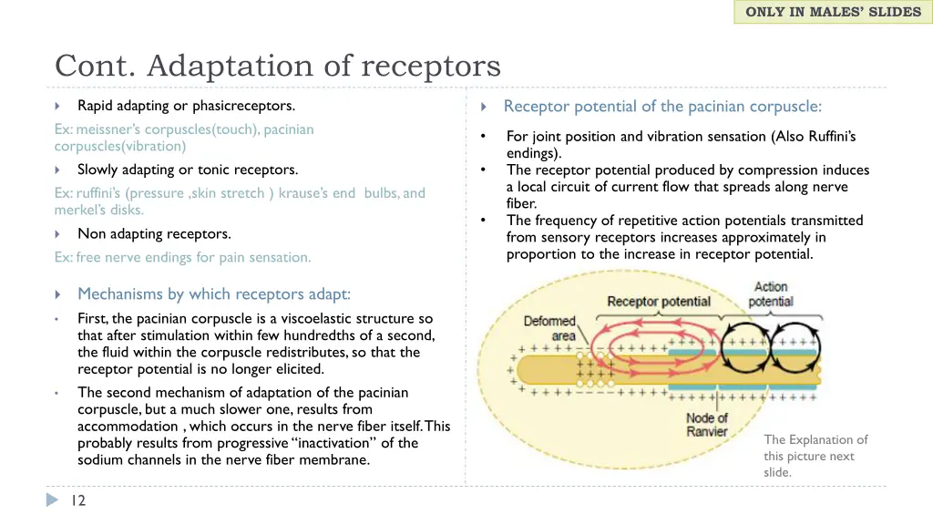 only in males slides 2
