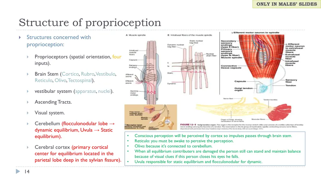 only in males slides 3