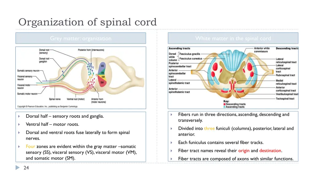 organization of spinal cord