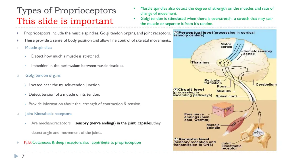 types of proprioceptors this slide is important