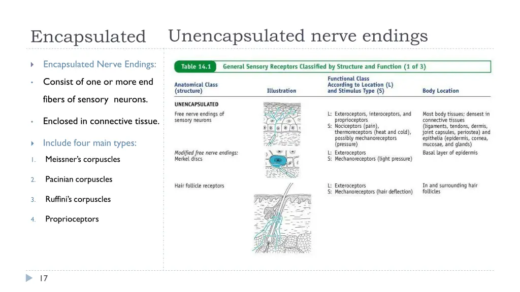 unencapsulated nerve endings