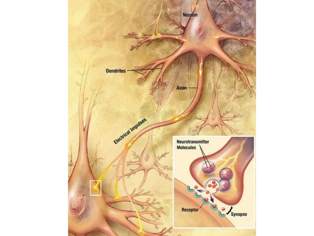 file chemical synapse schema cropped jpg