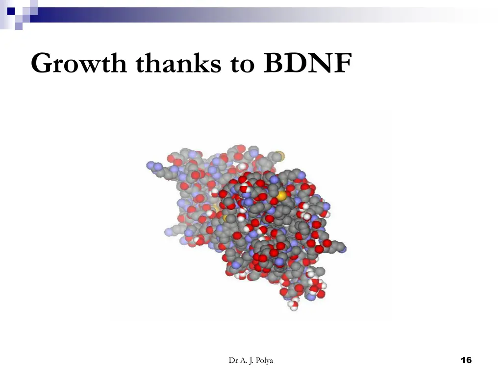 growth thanks to bdnf