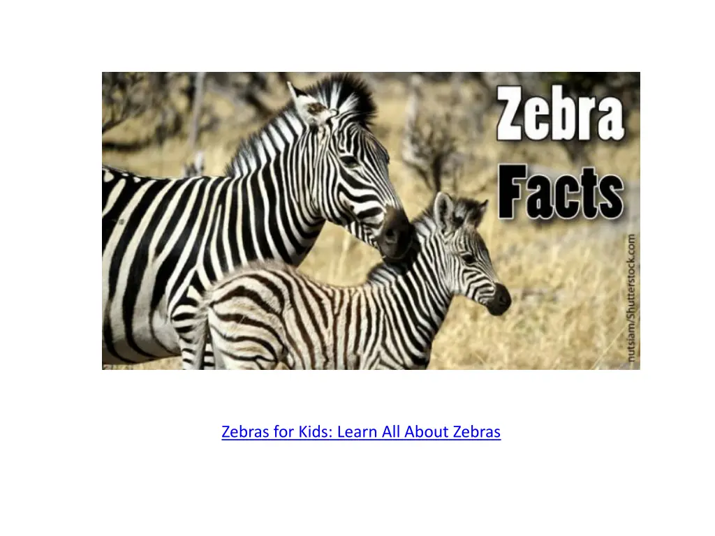 zebra facts for kids 624x345 jpg