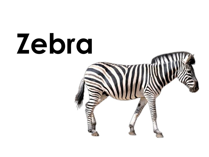zebra