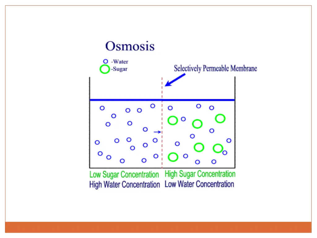 osmosis