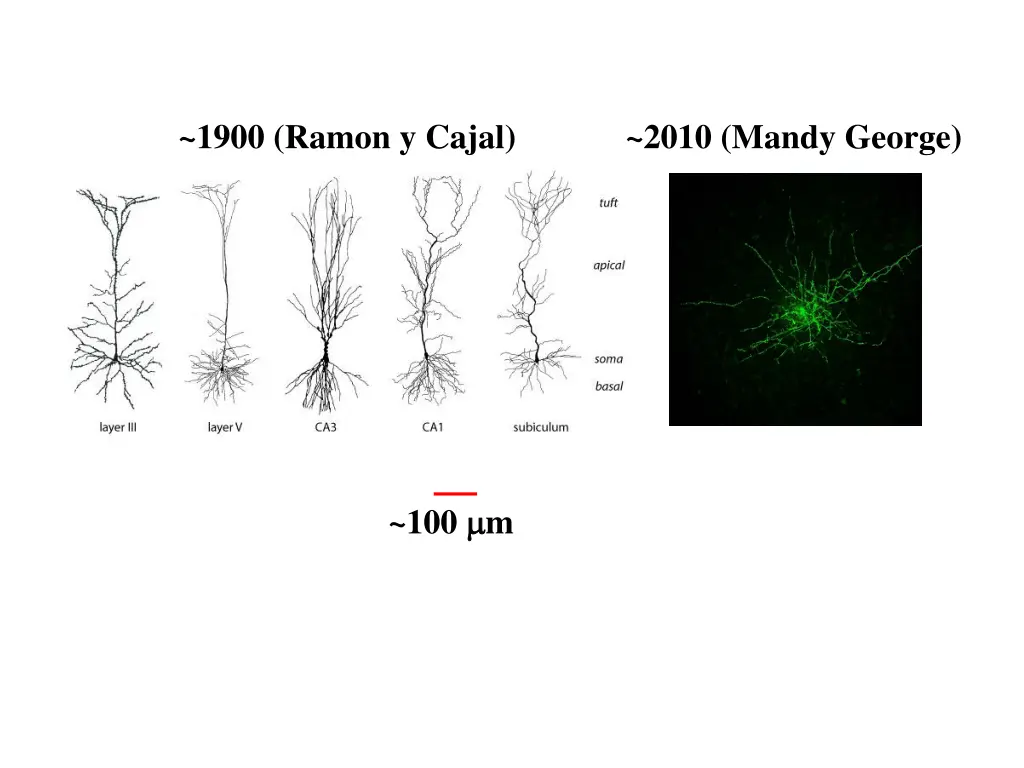 1900 ramon y cajal