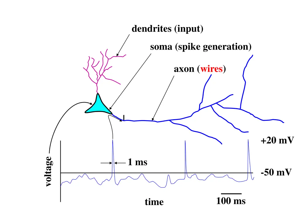 dendrites input 1