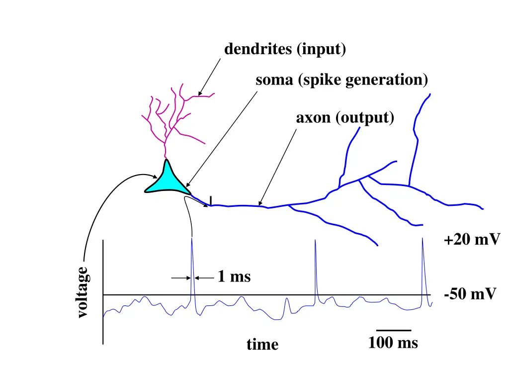 dendrites input