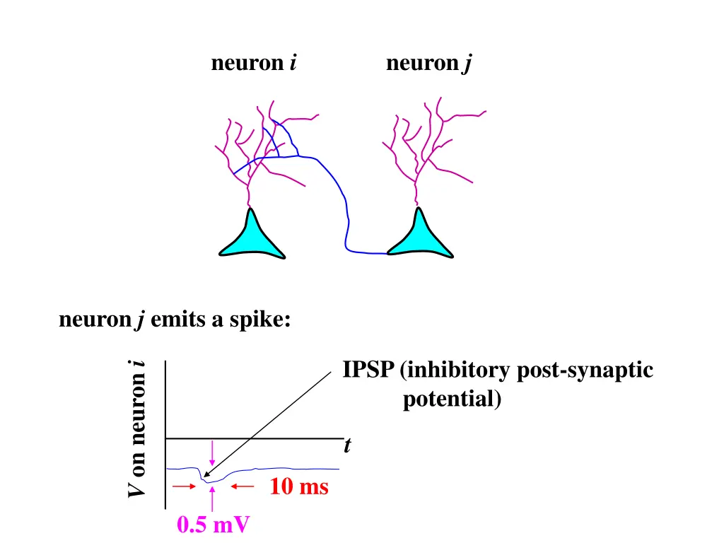 neuron i 1