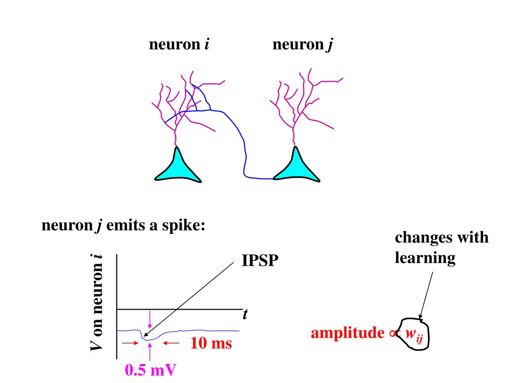 neuron i 2
