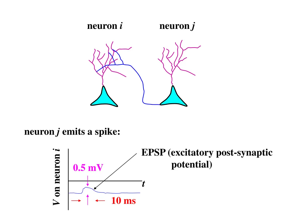 neuron i