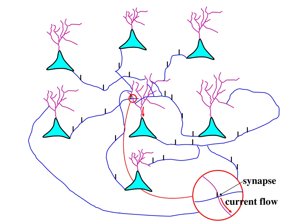 synapse