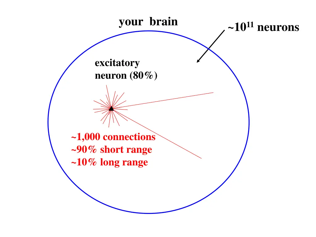 your brain 1
