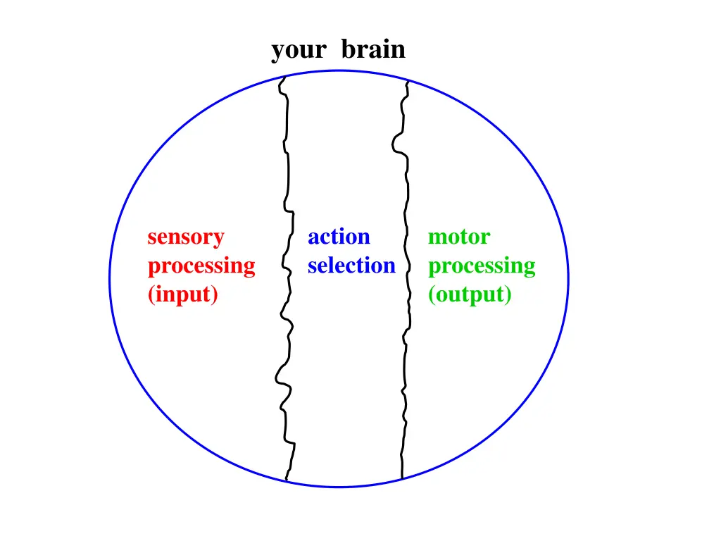 your brain 3