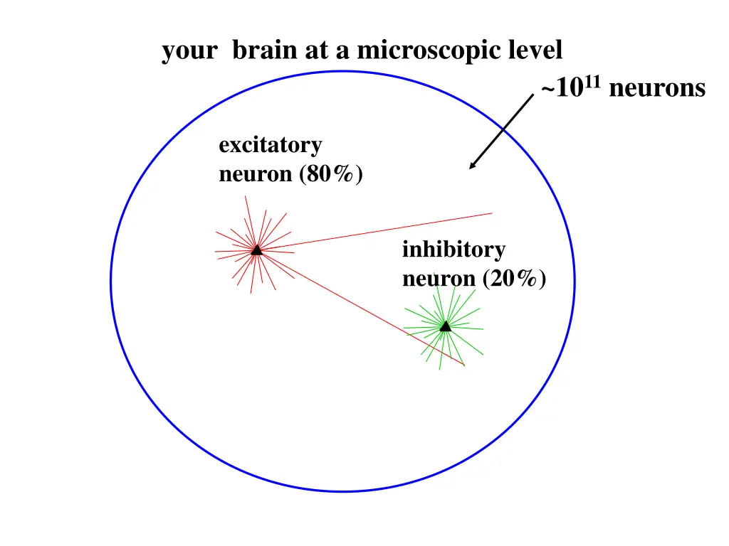 your brain at a microscopic level