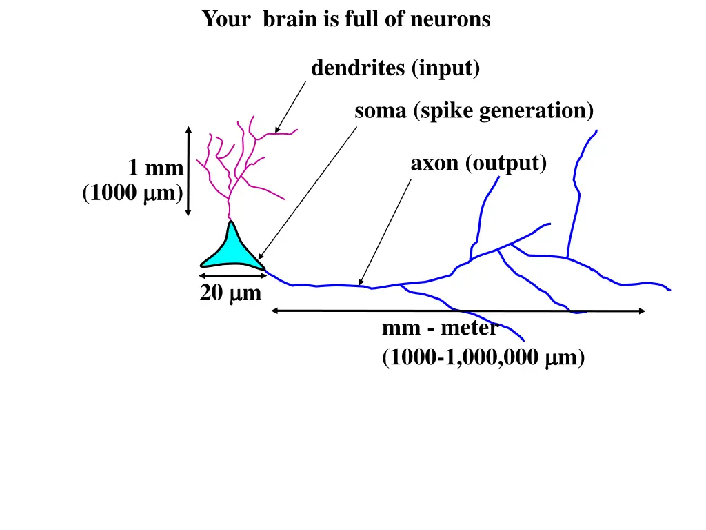 your brain is full of neurons