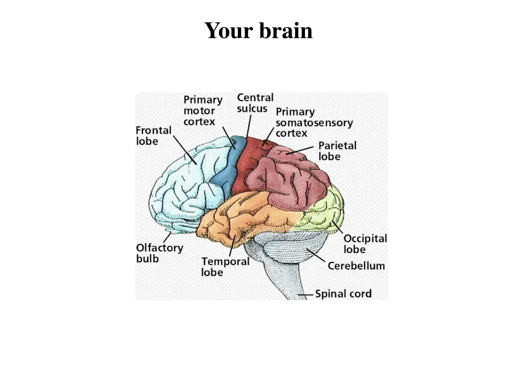 your brain