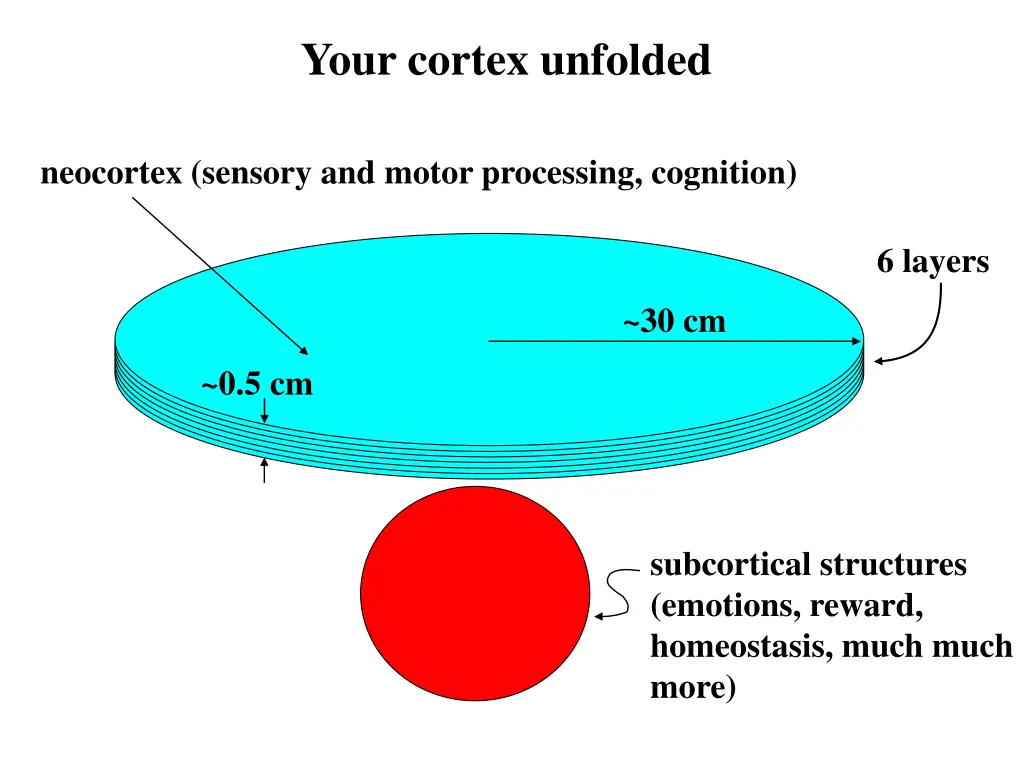 your cortex unfolded