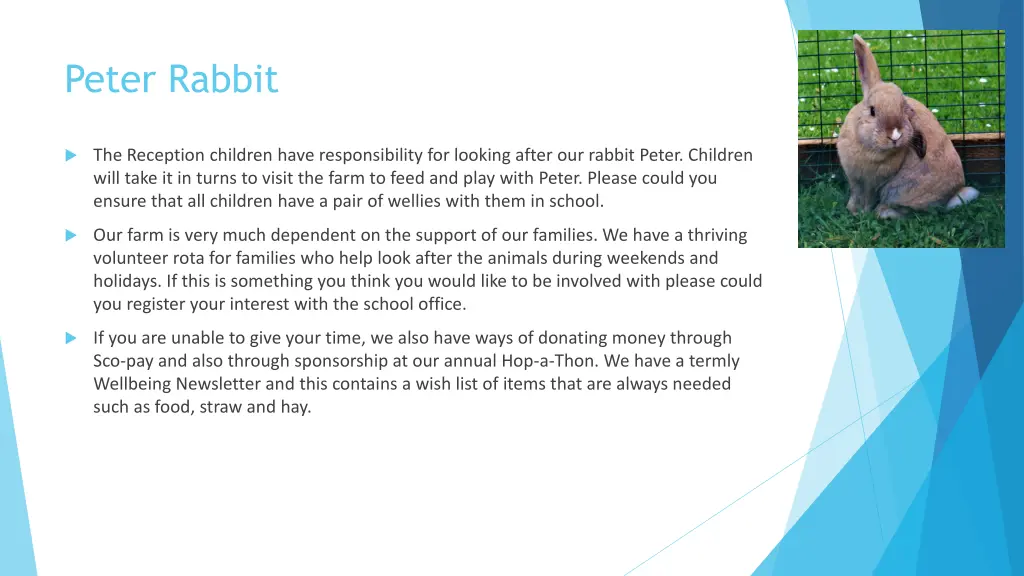 peter rabbit