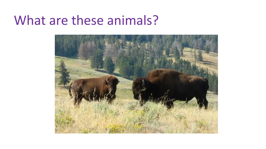 what are these animals