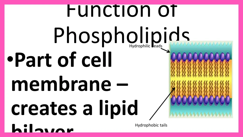 function of phospholipids part of cell membrane