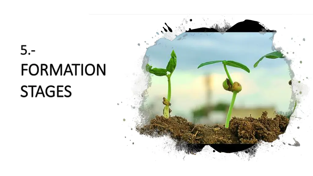 5 5 formation formation stages stages
