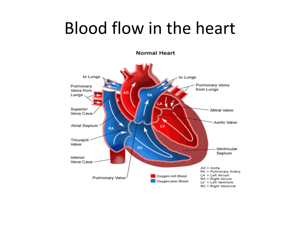 blood flow in the heart