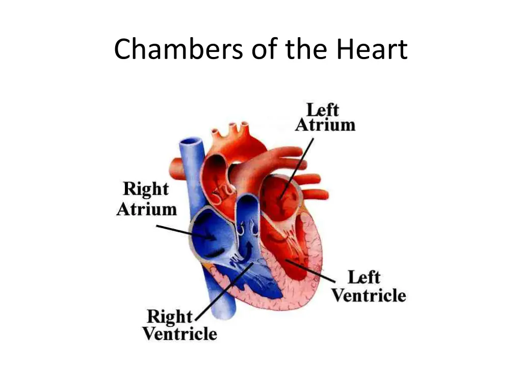 chambers of the heart