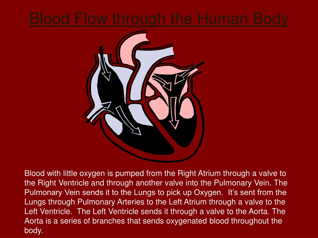 blood flow through the human body