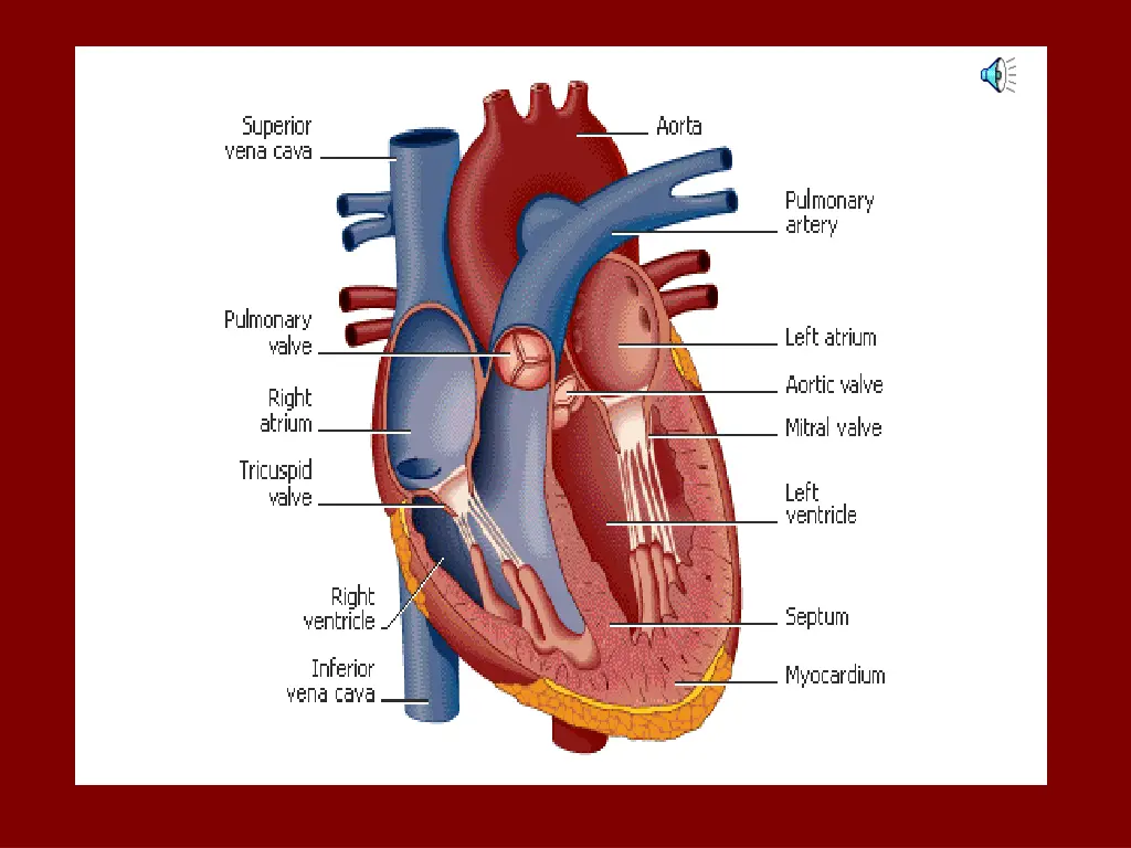 slide7